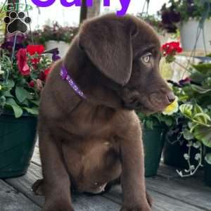 Carly, Chocolate Labrador Retriever Puppy